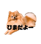 チャイのスタンプだよ（個別スタンプ：5）