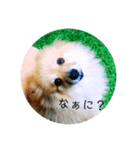 ポメラニアンのポンタ（個別スタンプ：2）