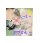 ポメラニアンのポンタ（個別スタンプ：3）