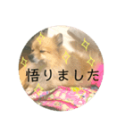 ポメラニアンのポンタ（個別スタンプ：5）