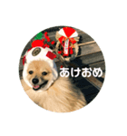 ポメラニアンのポンタ（個別スタンプ：6）