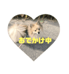 ポメラニアンのポンタ（個別スタンプ：8）