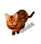 ねこのジャック 第1弾（個別スタンプ：3）