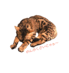 ねこのジャック 第1弾（個別スタンプ：4）