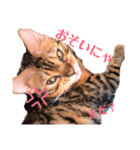 ねこのジャック 第1弾（個別スタンプ：7）