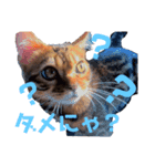 ねこのジャック 第1弾（個別スタンプ：8）