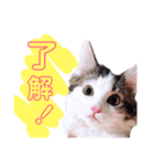 みーにゃんのご挨拶（個別スタンプ：1）