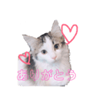 みーにゃんのご挨拶（個別スタンプ：2）
