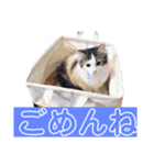 みーにゃんのご挨拶（個別スタンプ：3）