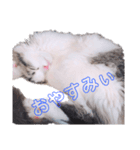 みーにゃんのご挨拶（個別スタンプ：4）