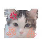 みーにゃんのご挨拶（個別スタンプ：5）