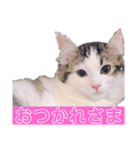 みーにゃんのご挨拶（個別スタンプ：6）