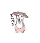 ラッシーのおうち1周年記念（個別スタンプ：21）