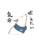 ラッシーのおうち1周年記念（個別スタンプ：39）