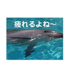 サカナやでパート2（個別スタンプ：3）