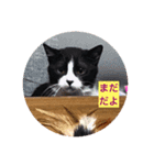 猫ちゃんとごはん（個別スタンプ：2）