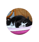 猫ちゃんとごはん（個別スタンプ：6）