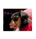カピ❷（個別スタンプ：2）