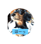 カピ❷（個別スタンプ：4）