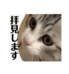 チロ助スタンプ10（個別スタンプ：5）