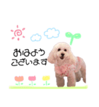 プリンの日常で使いやすいスタンプ（個別スタンプ：1）