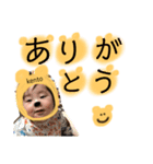 kento.stamp.hnn0605（個別スタンプ：8）