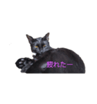 あずきの1日（個別スタンプ：3）