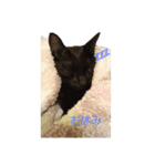 あずきの1日（個別スタンプ：7）