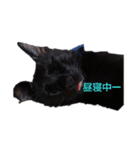 あずきの1日（個別スタンプ：8）