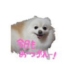 ミンク シーズン1（個別スタンプ：7）