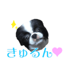 15歳の狆（個別スタンプ：4）