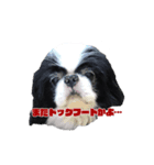 15歳の狆（個別スタンプ：8）