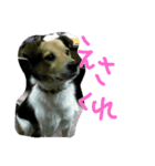 ワンコゆうた（個別スタンプ：5）
