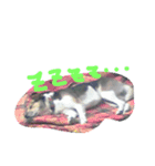 ワンコゆうた（個別スタンプ：6）