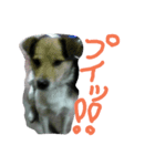 ワンコゆうた（個別スタンプ：7）
