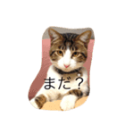 小さな家族たち（個別スタンプ：3）
