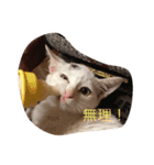小さな家族たち（個別スタンプ：6）