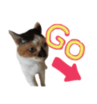 飼い猫のきもち 英語（個別スタンプ：2）