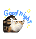 飼い猫のきもち 英語（個別スタンプ：3）