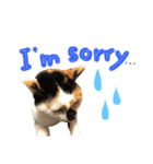 飼い猫のきもち 英語（個別スタンプ：4）