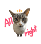 飼い猫のきもち 英語（個別スタンプ：7）