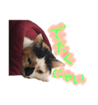 飼い猫のきもち バージョン2（個別スタンプ：1）