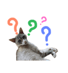 飼い猫のきもち バージョン2（個別スタンプ：2）