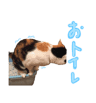 飼い猫のきもち バージョン2（個別スタンプ：4）