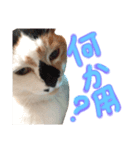 飼い猫のきもち バージョン2（個別スタンプ：5）