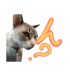 飼い猫のきもち バージョン2（個別スタンプ：6）