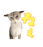 飼い猫のきもち バージョン2（個別スタンプ：7）