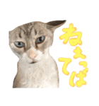 飼い猫のきもち バージョン2（個別スタンプ：8）
