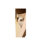 怠惰な猫の生活 cat 2（個別スタンプ：1）