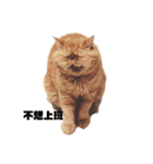 怠惰な猫の生活 cat 2（個別スタンプ：2）